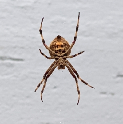 Hortophora transmarina (Garden Orb Weaver) at Hughes, ACT - 1 Feb 2021 by JackyF