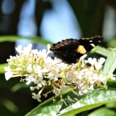 Vanessa itea at Hughes, ACT - 3 Feb 2021