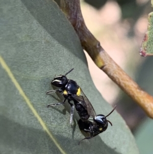 Hylaeus (Hylaeorhiza) nubilosus at Murrumbateman, NSW - 3 Feb 2021