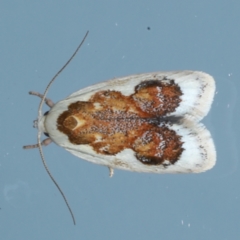 Garrha idiosema (A concealer moth) at Ainslie, ACT - 31 Jan 2021 by jbromilow50