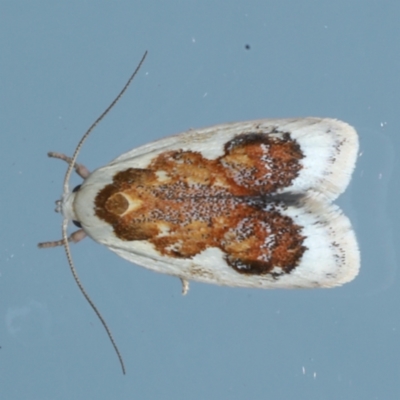 Garrha idiosema (A concealer moth) at Ainslie, ACT - 31 Jan 2021 by jb2602