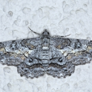 Cleora displicata at Ainslie, ACT - 31 Jan 2021