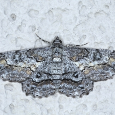 Cleora displicata (A Cleora Bark Moth) at Ainslie, ACT - 31 Jan 2021 by jb2602