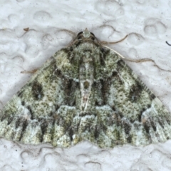 Aeolochroma metarhodata (Tea-tree Emerald) at Ainslie, ACT - 31 Jan 2021 by jb2602