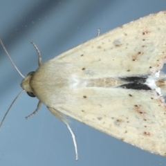 Helicoverpa (genus) (A bollworm) at Ainslie, ACT - 31 Jan 2021 by jb2602