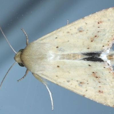 Helicoverpa (genus) (A bollworm) at Ainslie, ACT - 31 Jan 2021 by jbromilow50