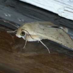 Helicoverpa (genus) at Ainslie, ACT - 31 Jan 2021