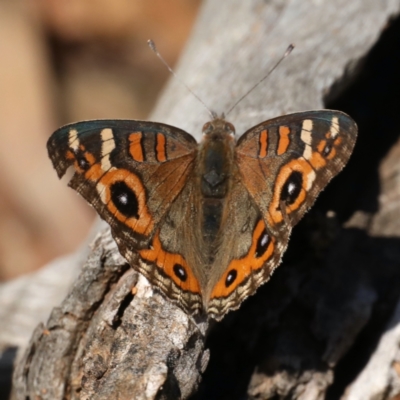 Junonia villida (Meadow Argus) at Ainslie, ACT - 31 Jan 2021 by jbromilow50