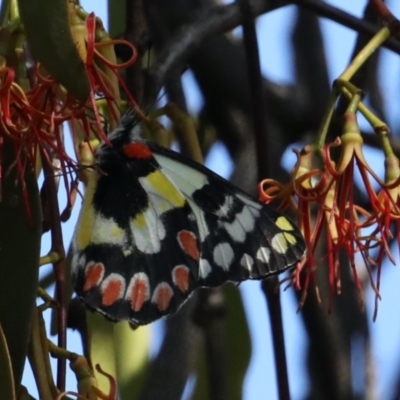 Delias aganippe (Spotted Jezebel) at Ainslie, ACT - 31 Jan 2021 by jbromilow50