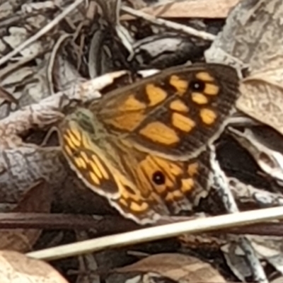 Geitoneura klugii (Marbled Xenica) at Cook, ACT - 3 Feb 2021 by drakes