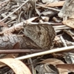 Geitoneura klugii at Cook, ACT - 3 Feb 2021 11:55 PM