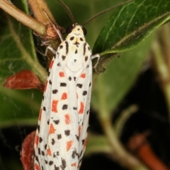 Utetheisa pulchelloides (Heliotrope Moth) at Melba, ACT - 26 Jan 2021 by kasiaaus