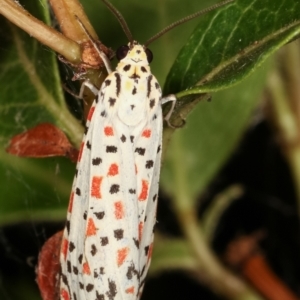 Utetheisa pulchelloides at Melba, ACT - 26 Jan 2021