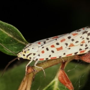 Utetheisa pulchelloides at Melba, ACT - 26 Jan 2021