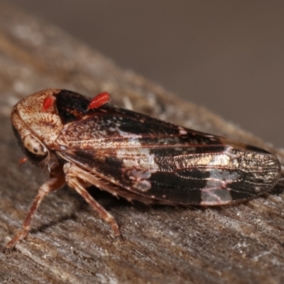 Eurypella tasmaniensis (Eurypella tasmaniensis) at Melba, ACT - 26 Jan 2021 by kasiaaus