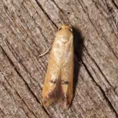 Tachystola hemisema (A Concealer moth) at Melba, ACT - 26 Jan 2021 by kasiaaus