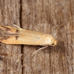 Tachystola hemisema at Melba, ACT - 26 Jan 2021 01:30 AM