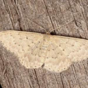 Idaea philocosma at Melba, ACT - 26 Jan 2021 01:30 AM