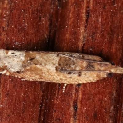Crocidosema plebejana (Cotton Tipworm Moth) at Melba, ACT - 25 Jan 2021 by kasiaaus