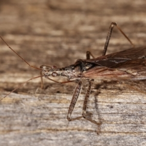 Nabidae sp. (family) at Melba, ACT - 26 Jan 2021 01:37 AM