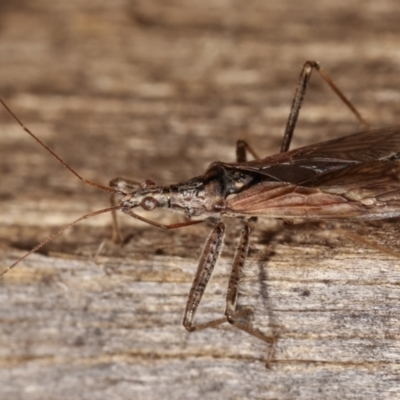 Nabidae sp. (family) (Damsel bug) at Melba, ACT - 25 Jan 2021 by kasiaaus
