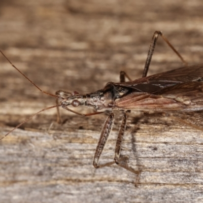 Nabidae sp. (family) (Damsel bug) at Melba, ACT - 26 Jan 2021 by kasiaaus