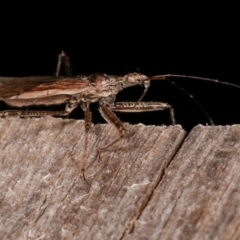 Nabidae sp. (family) at Melba, ACT - 26 Jan 2021 01:37 AM