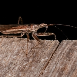 Nabidae sp. (family) at Melba, ACT - 26 Jan 2021 01:37 AM