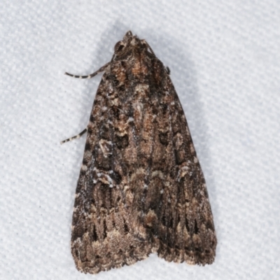Hypoperigea tonsa (A Noctuid moth (Acronictinae) at Melba, ACT - 26 Jan 2021 by kasiaaus