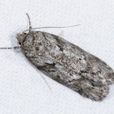 Philobota philostaura (A Concealer moth (Philobota group)) at Melba, ACT - 26 Jan 2021 by kasiaaus