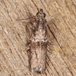 Tylochares cosmiella at Melba, ACT - 26 Jan 2021 01:46 AM