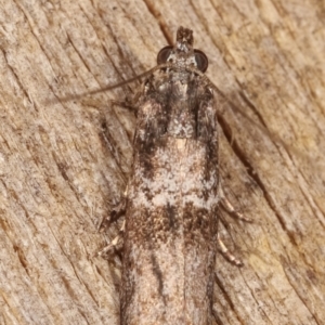 Tylochares cosmiella at Melba, ACT - 26 Jan 2021 01:46 AM