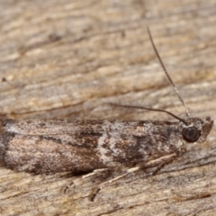 Tylochares cosmiella at Melba, ACT - 26 Jan 2021