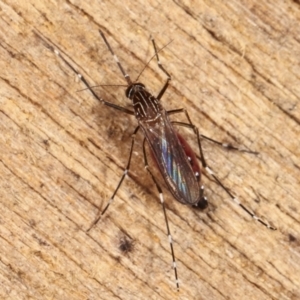 Aedes (Rampamyia) notoscriptus at Melba, ACT - 26 Jan 2021