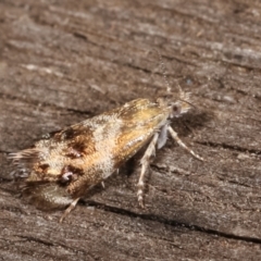 Tebenna micalis (Small Thistle Moth) at Melba, ACT - 25 Jan 2021 by kasiaaus