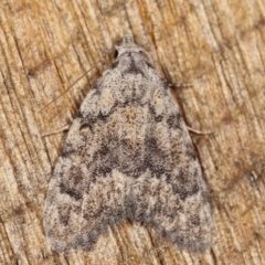 Nola (genus) (A Noctuid moth) at Melba, ACT - 25 Jan 2021 by kasiaaus