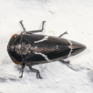 Eurymeloides bicincta at Melba, ACT - 26 Jan 2021 11:01 PM