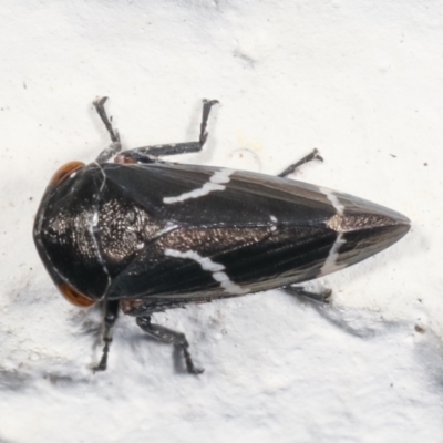 Eurymeloides bicincta (Gumtree hopper) at Melba, ACT - 26 Jan 2021 by kasiaaus