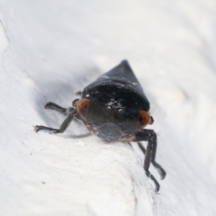 Eurymeloides bicincta at Melba, ACT - 26 Jan 2021 11:01 PM