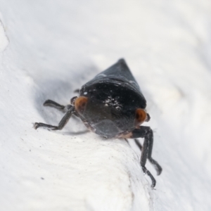 Eurymeloides bicincta at Melba, ACT - 26 Jan 2021