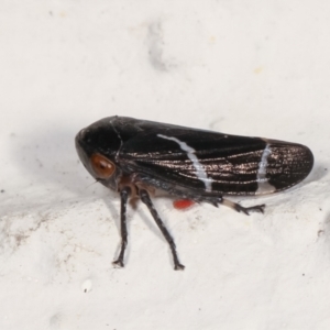 Eurymeloides bicincta at Melba, ACT - 26 Jan 2021