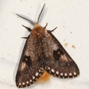 Epicoma contristis at Melba, ACT - 26 Jan 2021