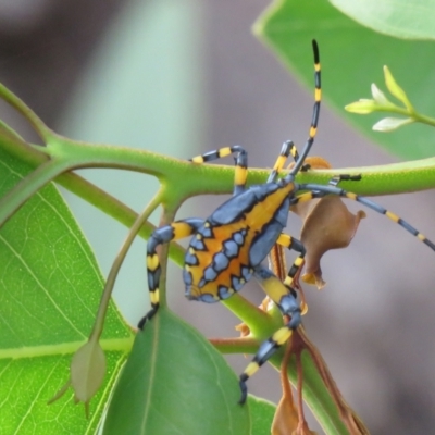 Amorbus alternatus (Eucalyptus Tip Bug) at Wanniassa, ACT - 4 Feb 2021 by SandraH