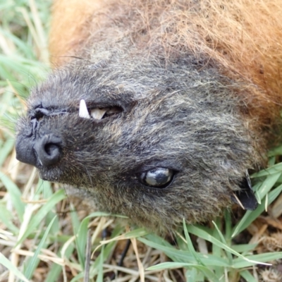 Pteropus poliocephalus (Grey-headed Flying-fox) at Evatt, ACT - 27 Jan 2021 by Laserchemisty