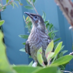 Anthochaera carunculata at Spence, ACT - 13 Jan 2021