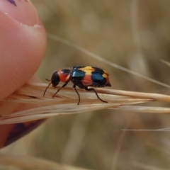 Dicranolaius concinicornis (Melyrid flower beetle) at Flynn, ACT - 2 Jan 2021 by Laserchemisty
