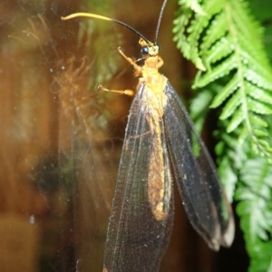 Nymphes myrmeleonoides at Spence, ACT - 13 Jan 2021