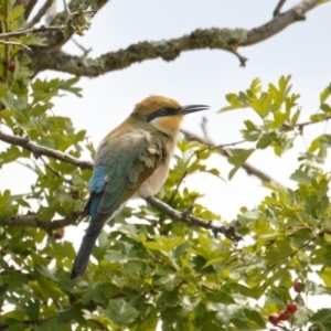 Merops ornatus at Tuggeranong DC, ACT - 3 Feb 2021