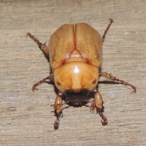 Cyclocephala signaticollis at Conder, ACT - 20 Dec 2020 11:34 PM