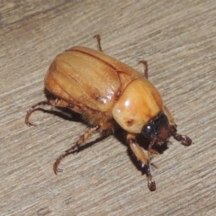 Cyclocephala signaticollis at Conder, ACT - 20 Dec 2020 11:34 PM